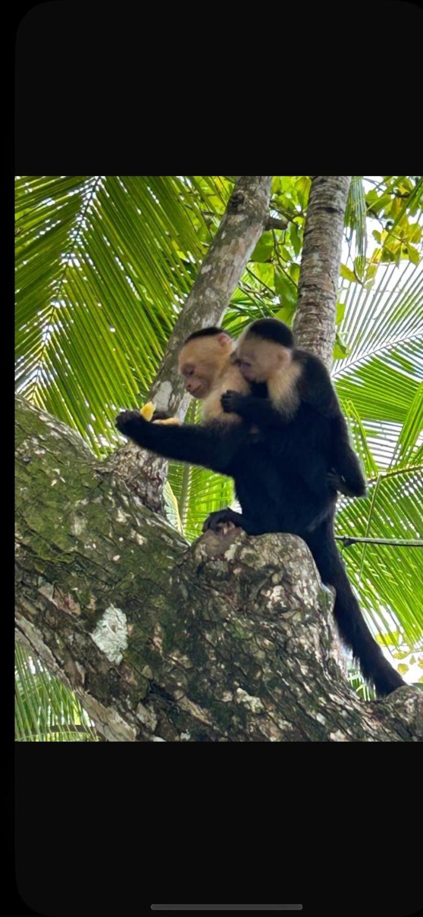 Apto Cielo Azul No7 Manuel Antonio Exterior photo
